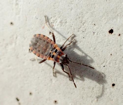 Apterola kuenckeli